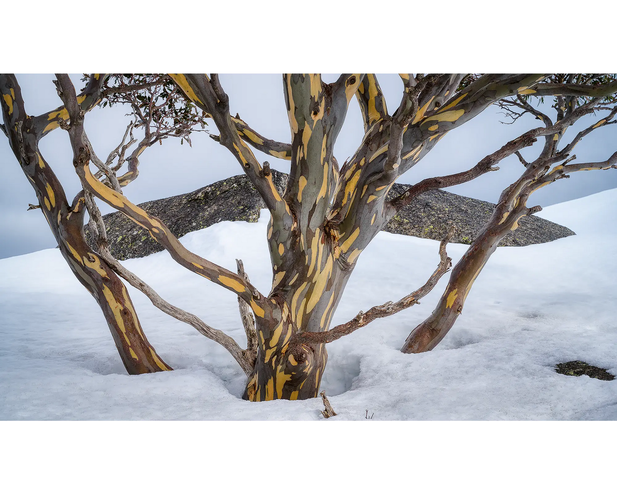 Reach - Snow gums in snow - Rams Head Range, Kosciuszko National Park.