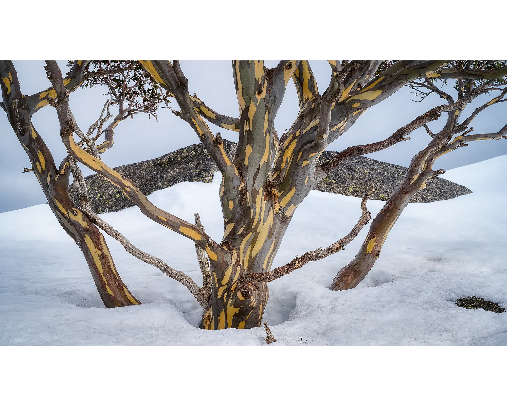 Reach - Snow gums in snow - Rams Head Range, Kosciuszko National Park.