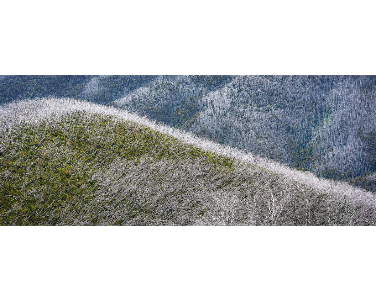 Recovery. Snow gums after bushfires, Alpine National Park, Victoria, Australia.