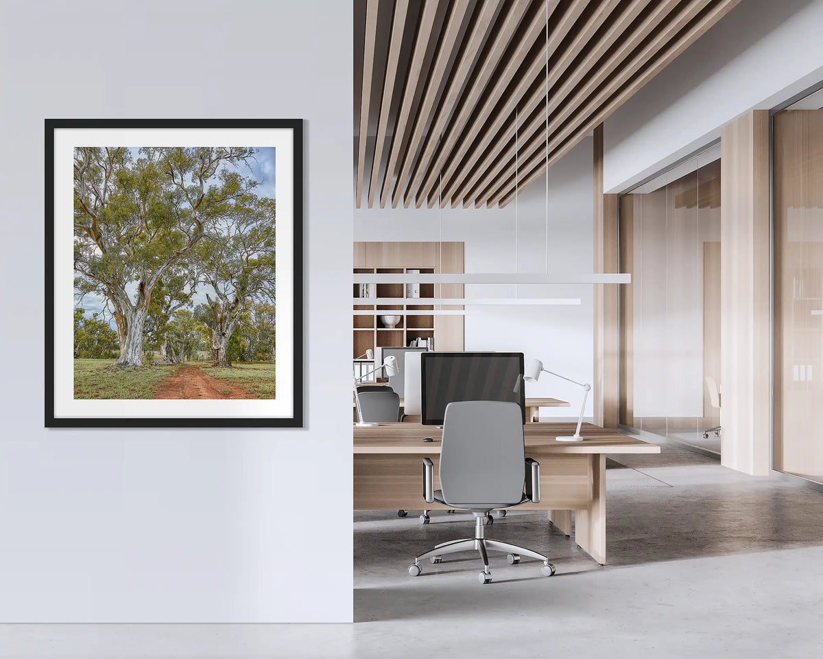 Red Gum Drive. Framed wall art print of river red gums with a black frame, hung on an office wall. 