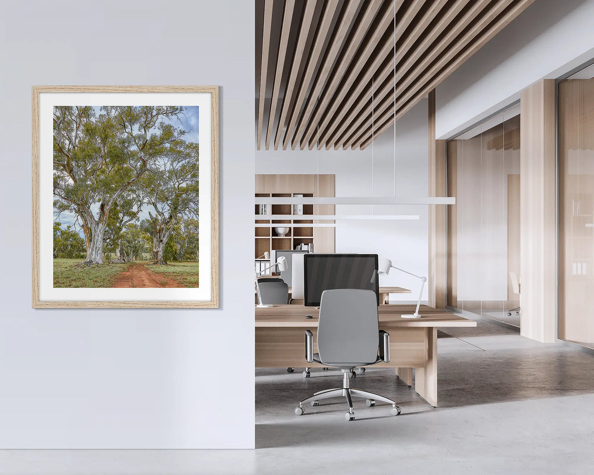 Red Gum Drive. Framed wall art print of river red gums with a timber frame, hung on an office wall. 