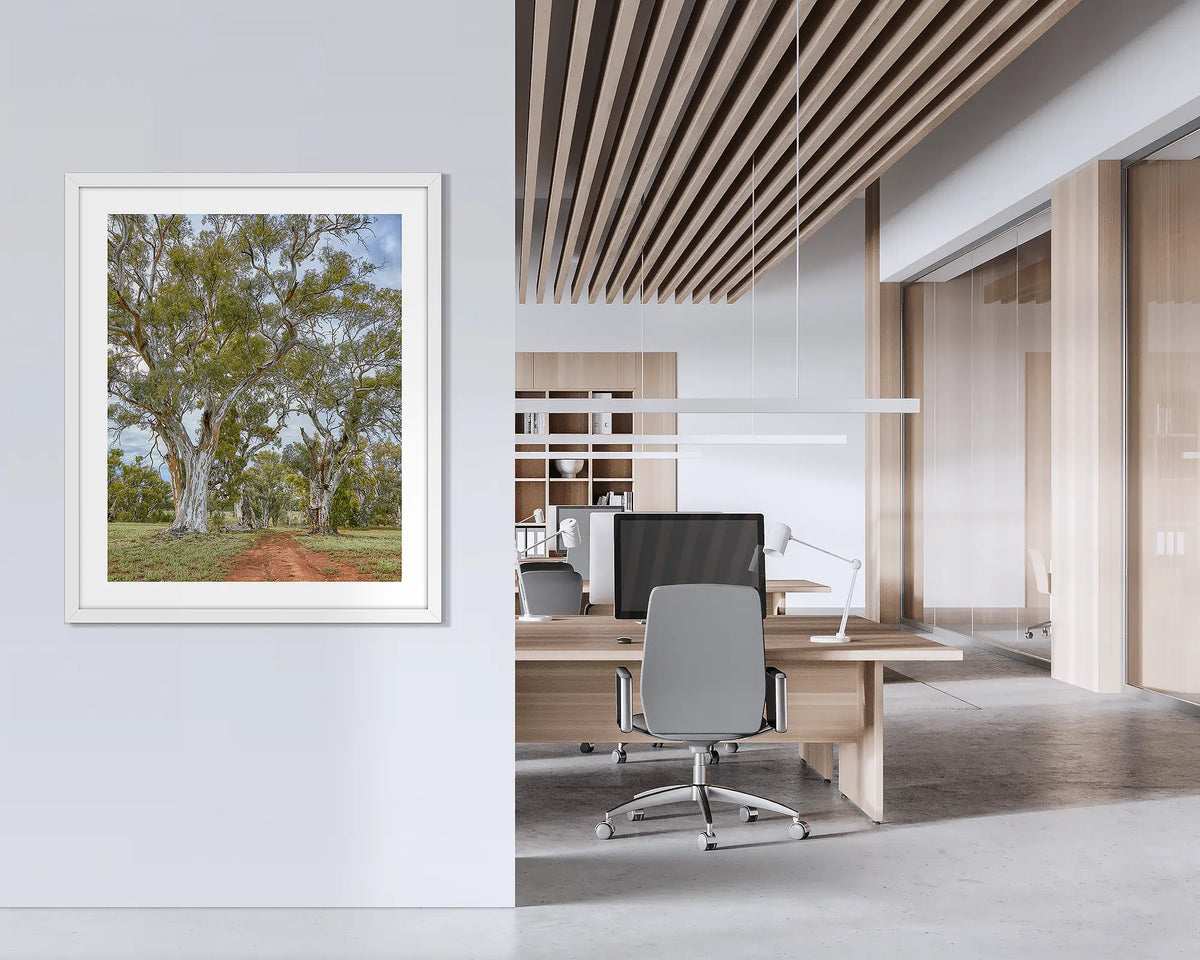 Red Gum Drive. Framed wall art print of river red gums with a white frame, hung on an office wall. 