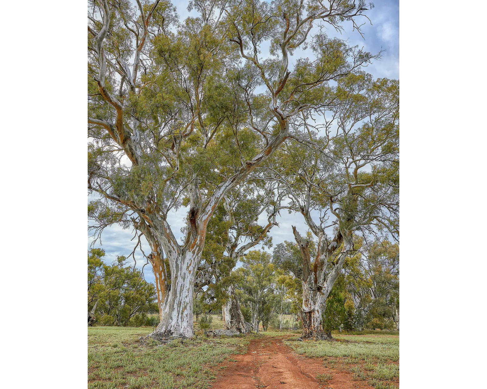 Red Gum Drive - Wilpena Station, Flinders Ranges, South Australia.