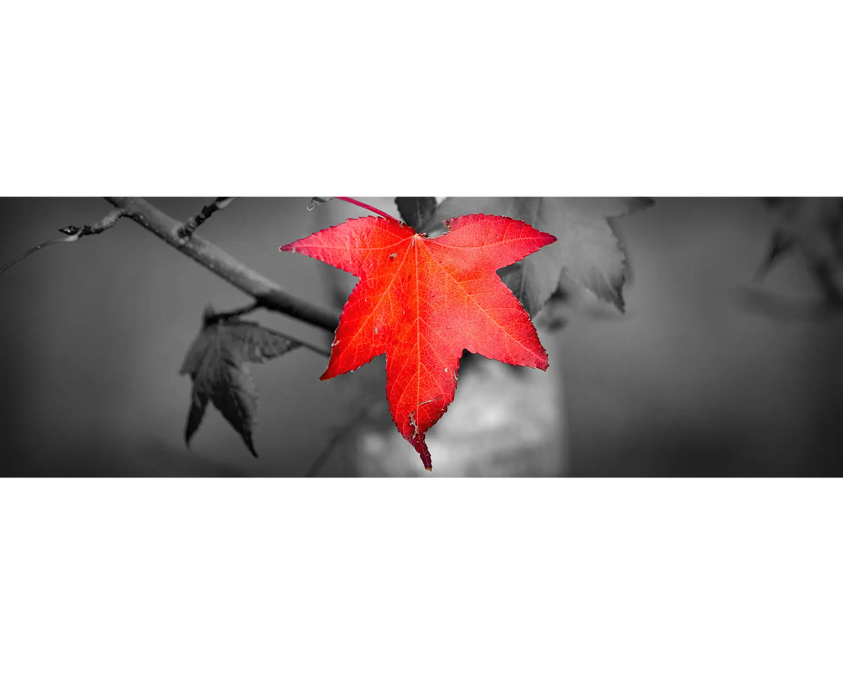 Red Autumn leaf in Ovens Valley, Victoria.