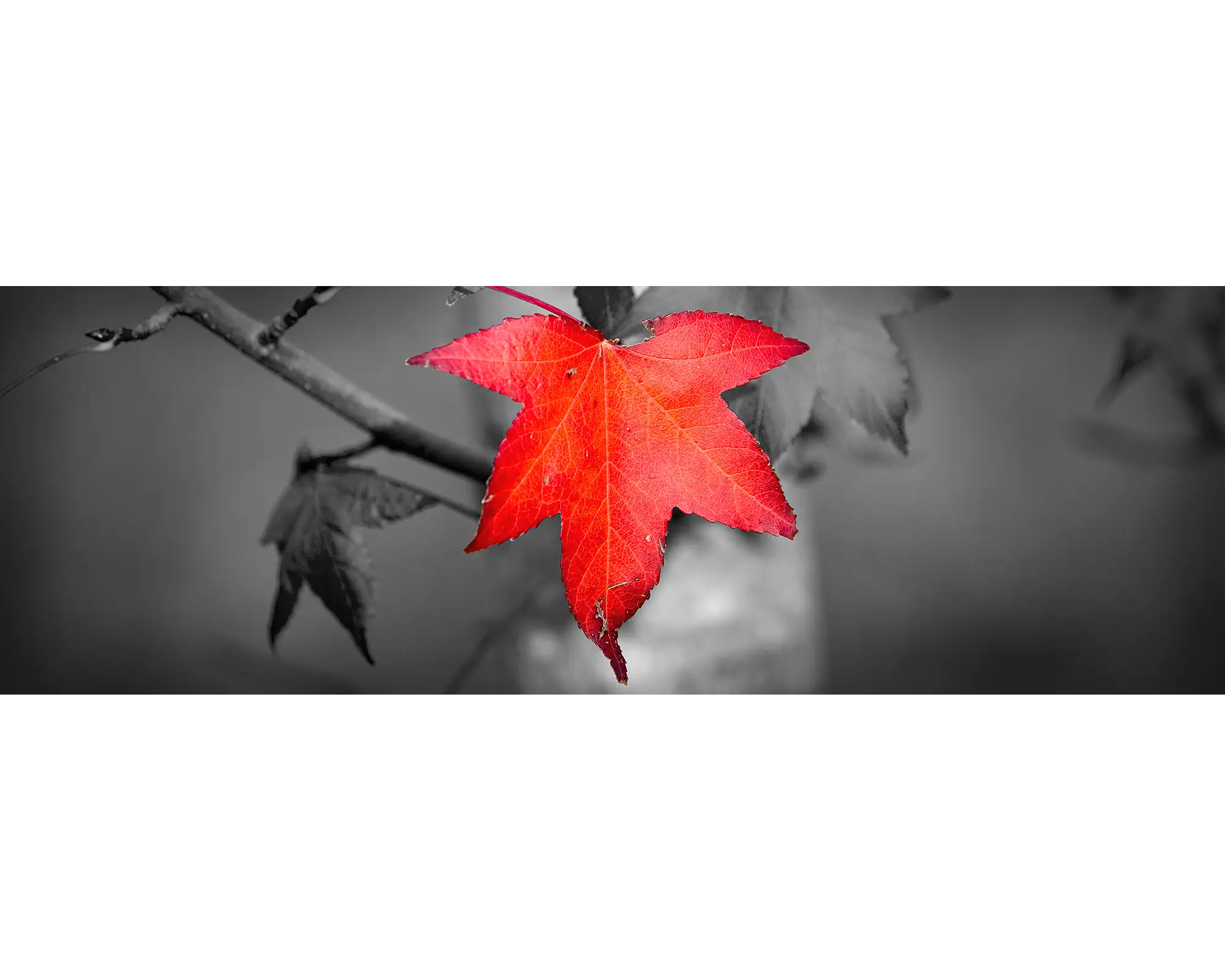 Red Autumn leaf in Ovens Valley, Victoria.