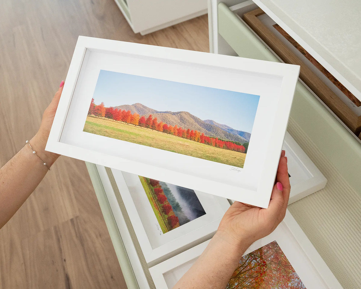 Red Line. Autumn trees Alpine Shire Victoria, with white frame being hand held.