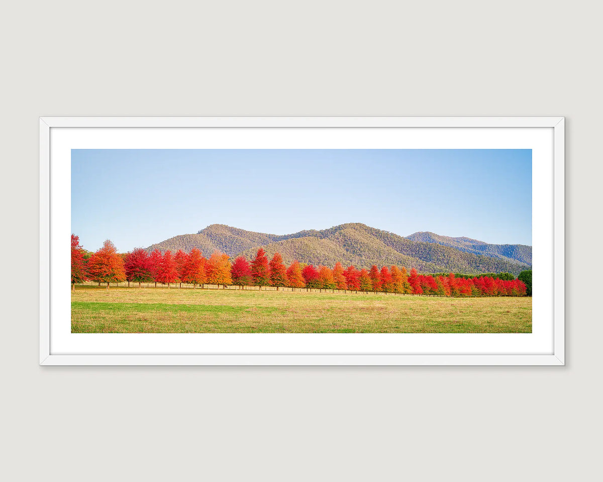 Framed landscape photograph of a line of red trees with mountain forest and blue sky.