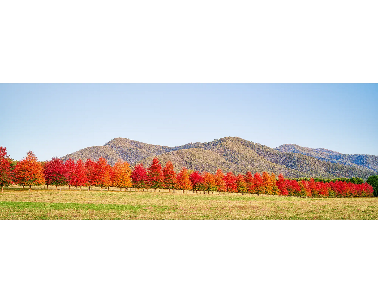 Red Line. Red autumn trees at sunset on a farm in north east Victoria.