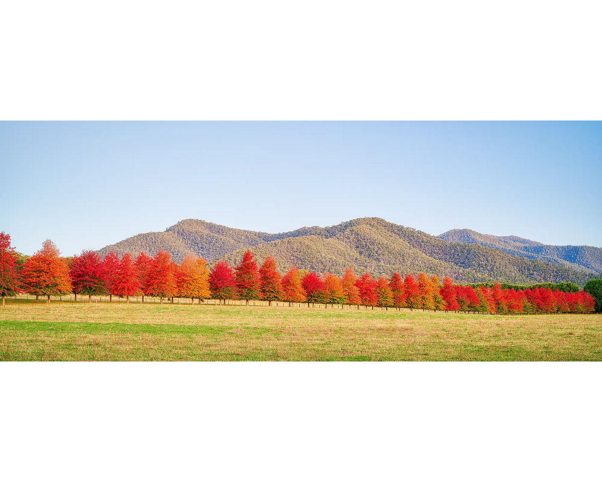 Red autumn trees on a farm in North East Victoria.