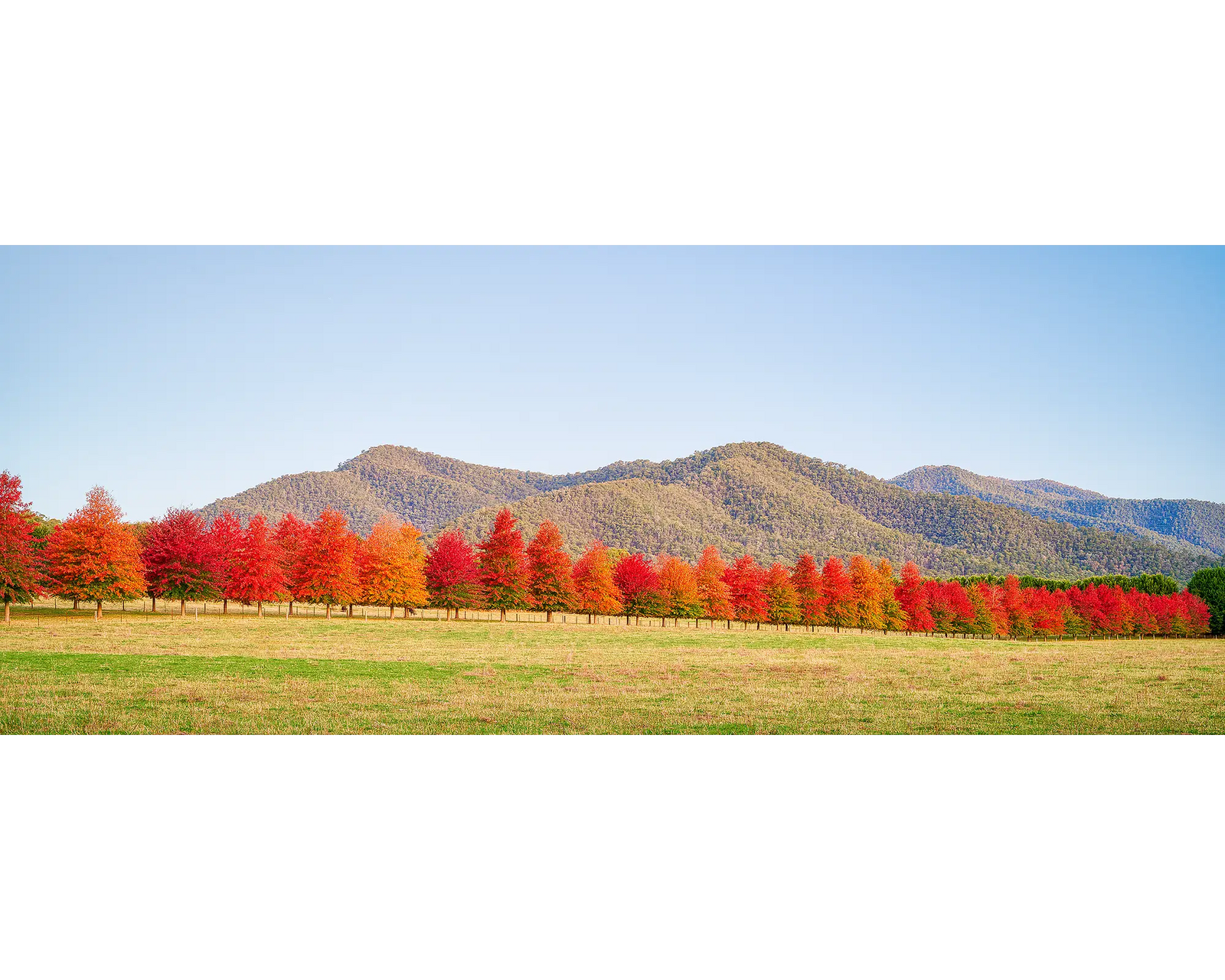 Red autumn trees on a farm in North East Victoria.