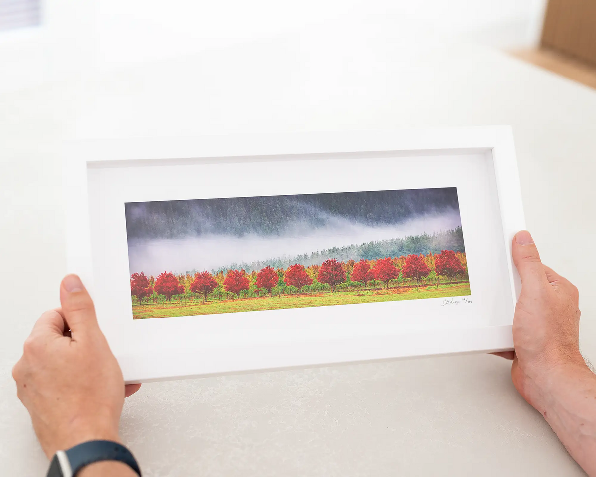 Red Row Of Trees amongst apple orchard in fog, Alpine Shire, Victoria, small framed print wall art.