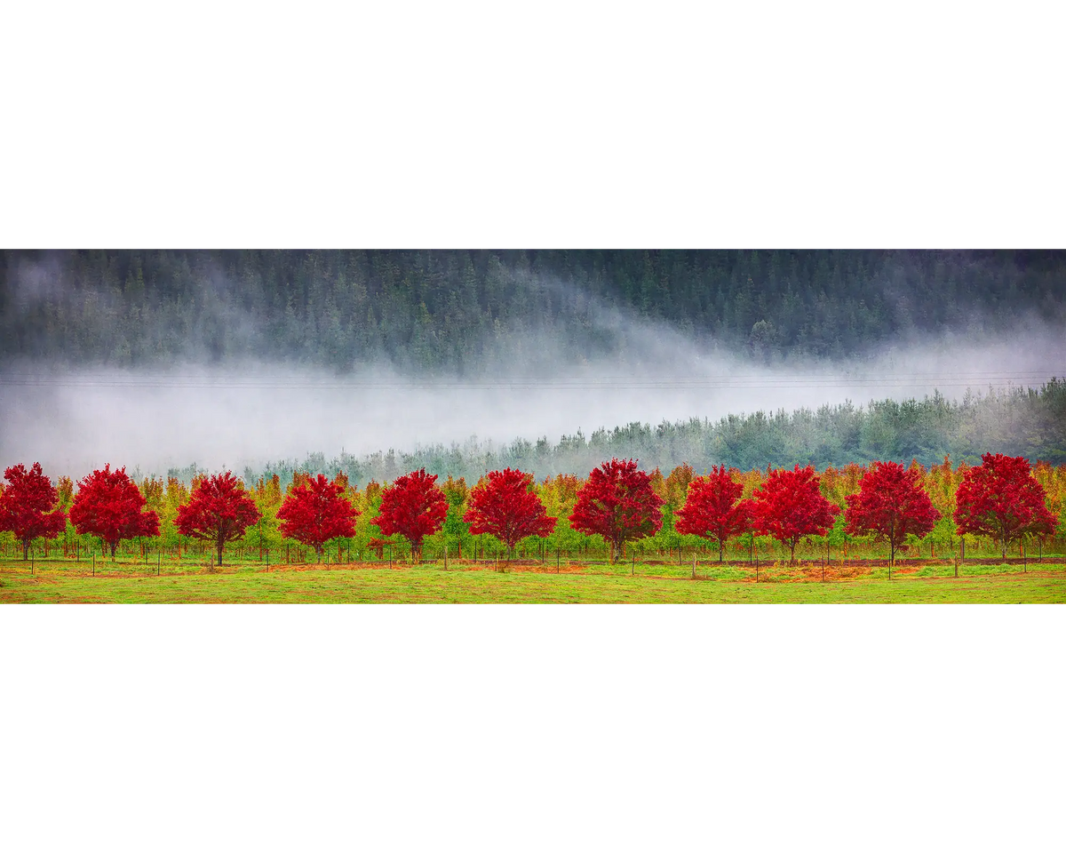 Red Row Of Trees - Apple orchard in fog, Alpine Shire, Victoria, Australia.