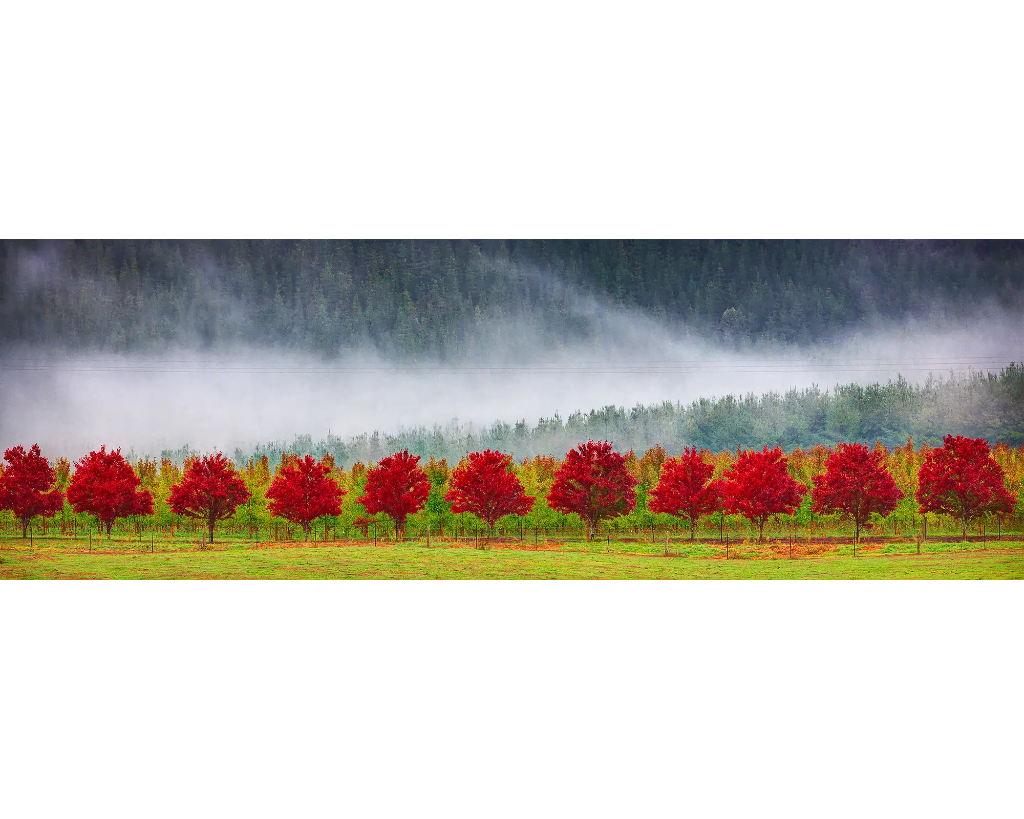 Red Row Of Trees - Apple orchard in fog, Alpine Shire, Victoria, Australia.