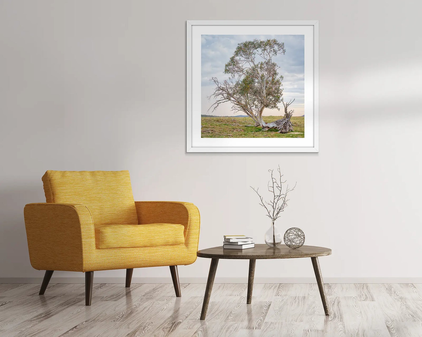 Refusal. Remnant snow gum on a farm at Bendoura, New South Wales. 