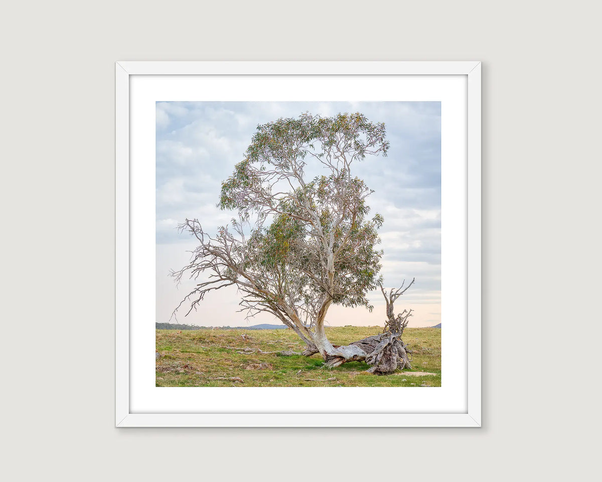 Framed landscape photograph of an old gum tree on green grass with a blue grey sky.