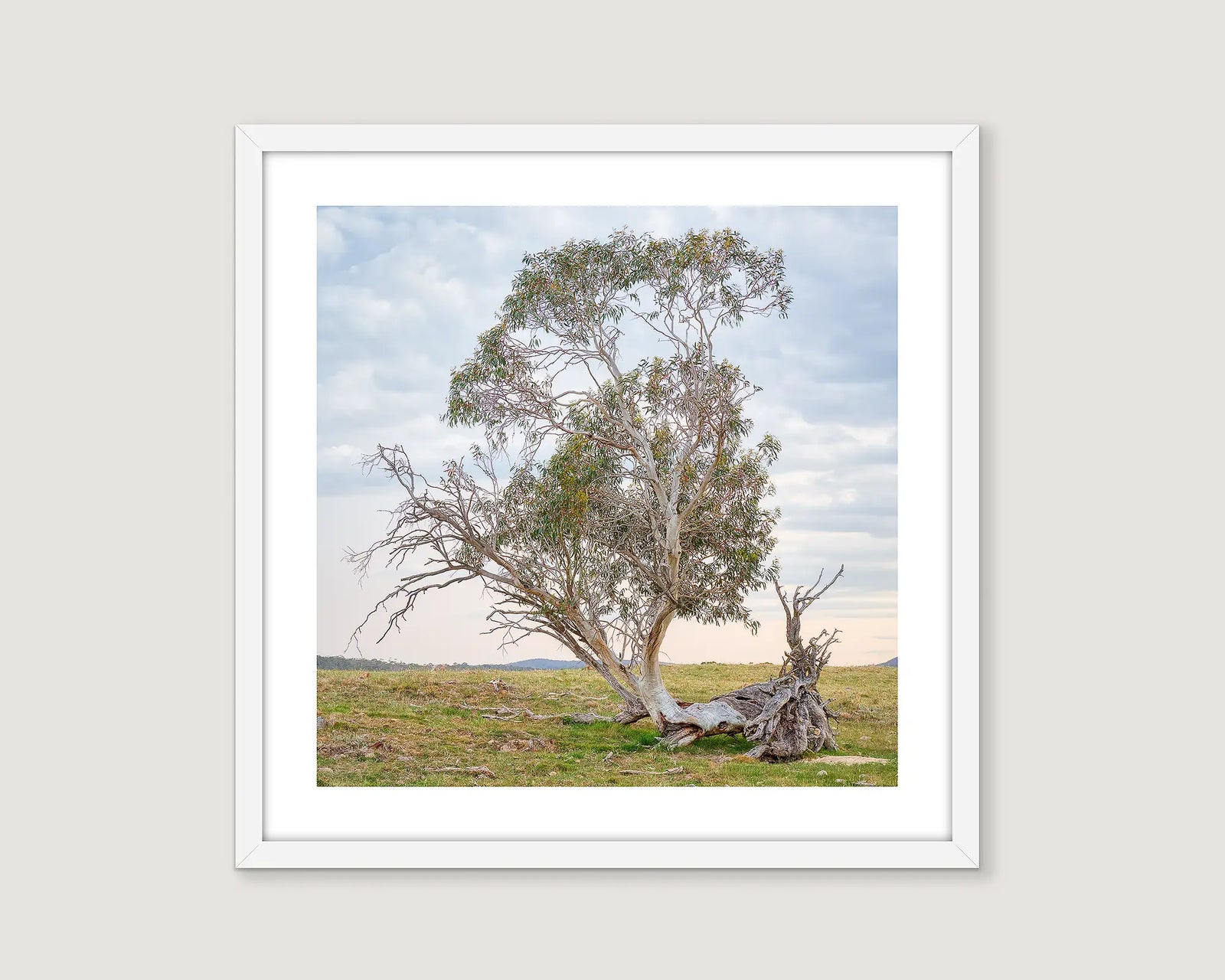 Framed landscape photograph of an old gum tree on green grass with a blue grey sky.