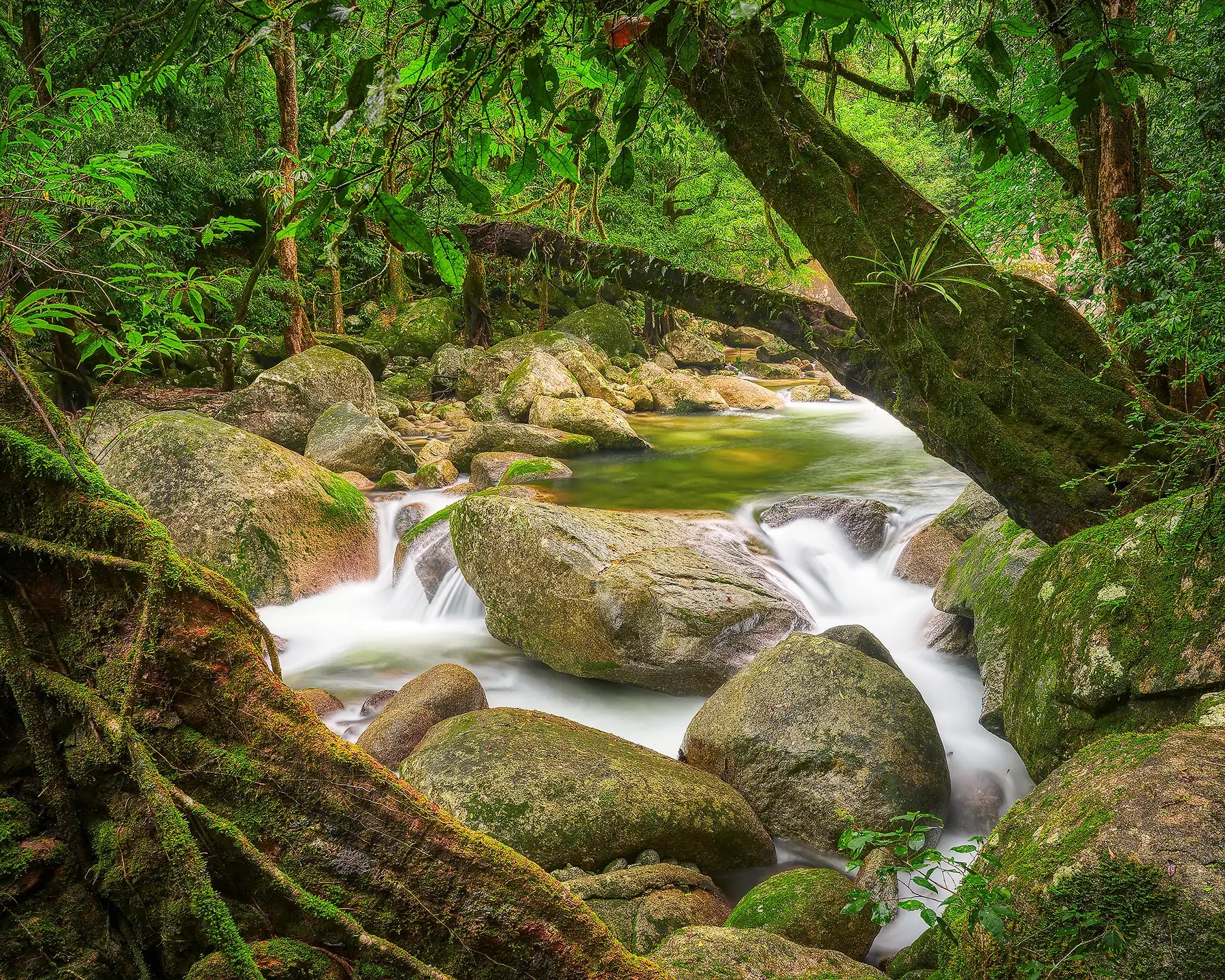 Relaxed. Trees and flowing water, Daintree rainforest, Queensland, Australia.