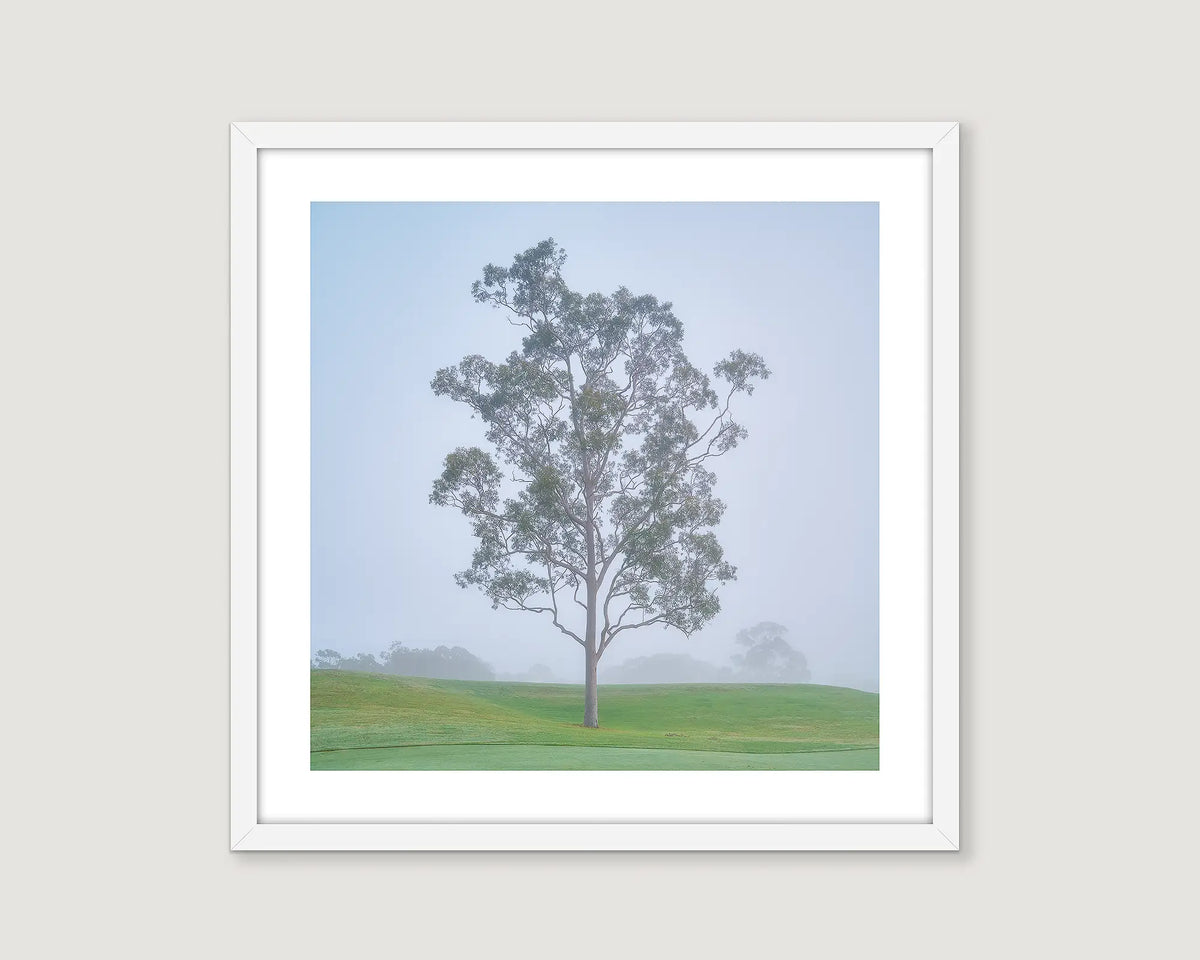 Framed photograph of a tall gum tree in fog with green grass.