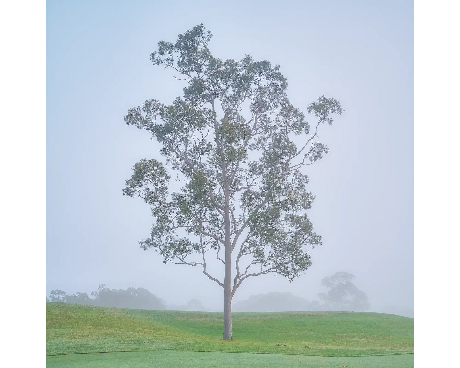 Reminiscence. Gum tree in fog at Cypress Lakes Resort, Hunter Valley.