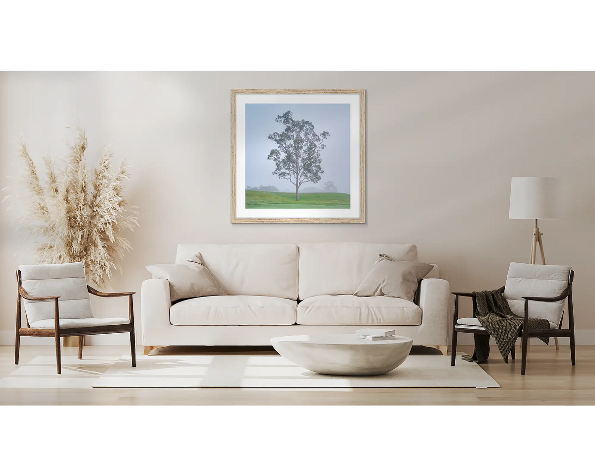 Reminiscence. Wall art print with timber  frame of gum tree in fog, Cypress Lakes Resort, Hunter Valley, hung above couch.