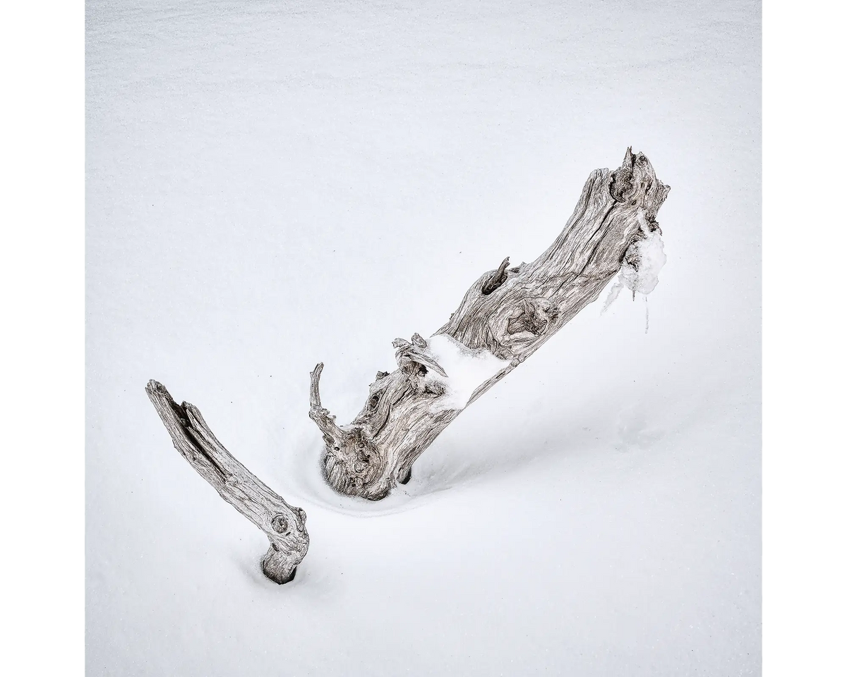 Remnant - old snow gum, Kosciuszko National Park, New South Wales, Australia.