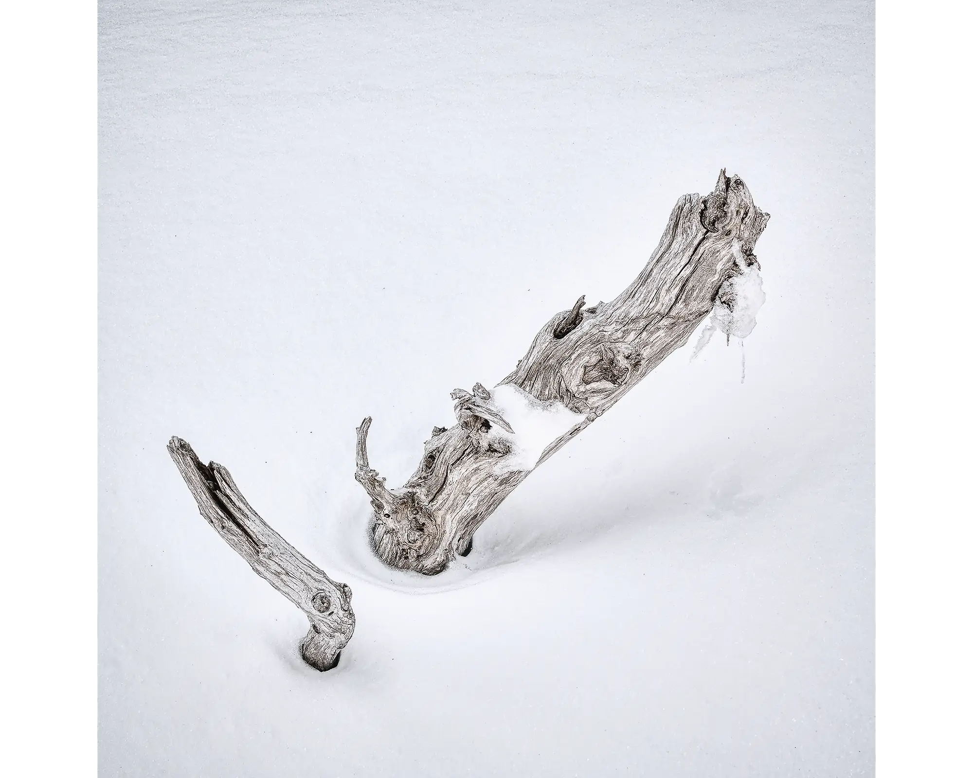 Remnant - old snow gum, Kosciuszko National Park, New South Wales, Australia.