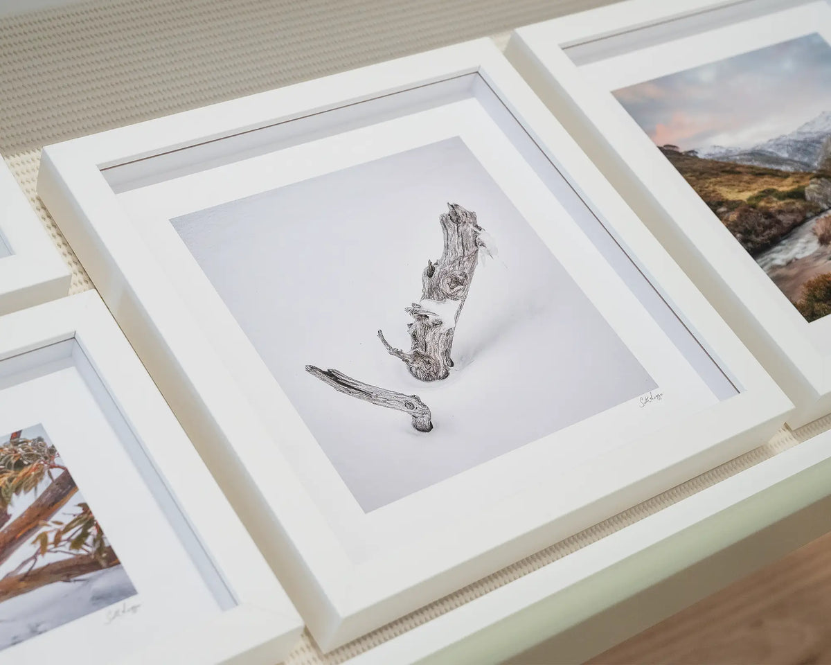 Remnant. Small framed print with white frame of old snow gum in gallery drawer.