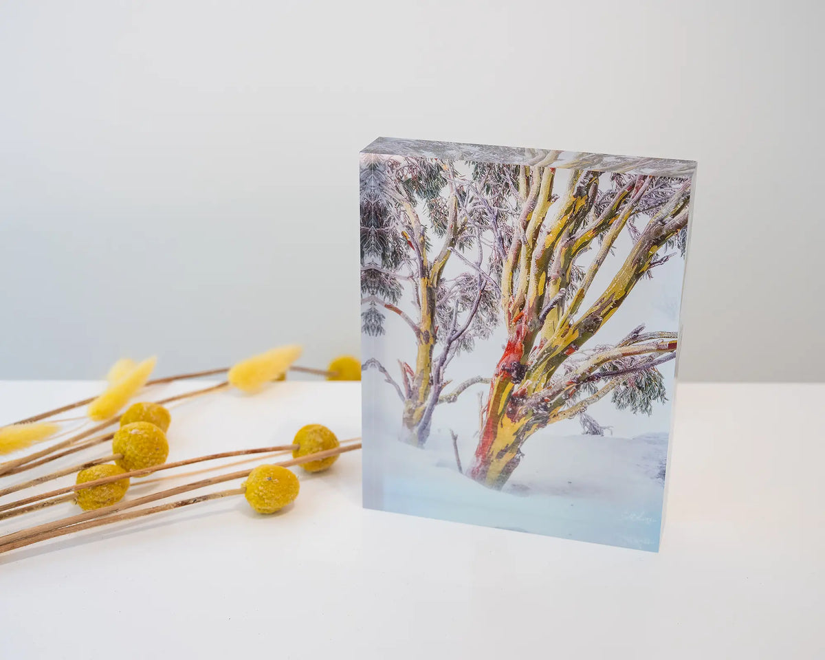 Resilience. Acrylic block of a Kosciuszko snow gum in a snow storm, styled with dried flowers.