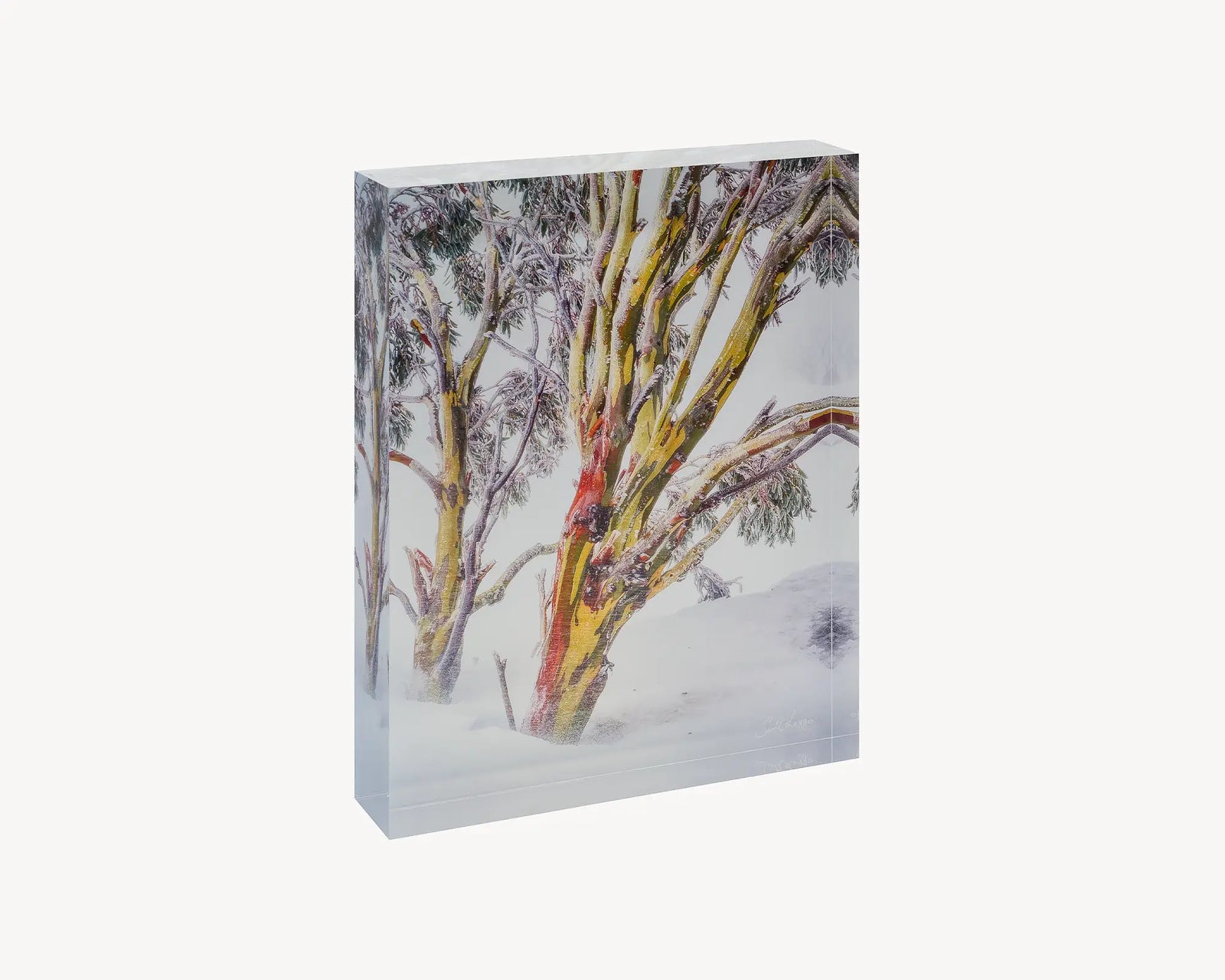 Resilience. Acrylic block Kosciuszko snow gum, Australian artwork.