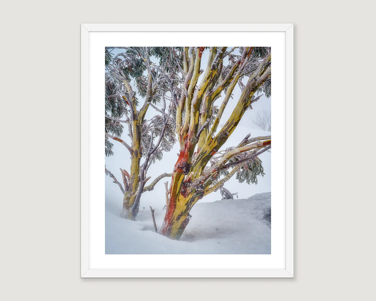 Framed landscape photograph of two snow gums in heavy snow.
