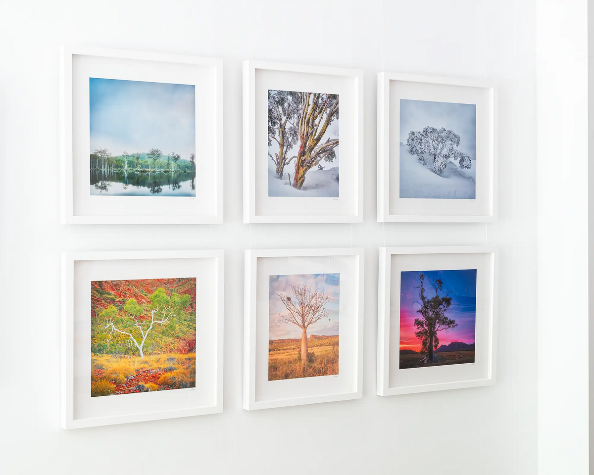 Resilience snow gum artwork in white frame, hanging on gallery wall with other Australian artworks.