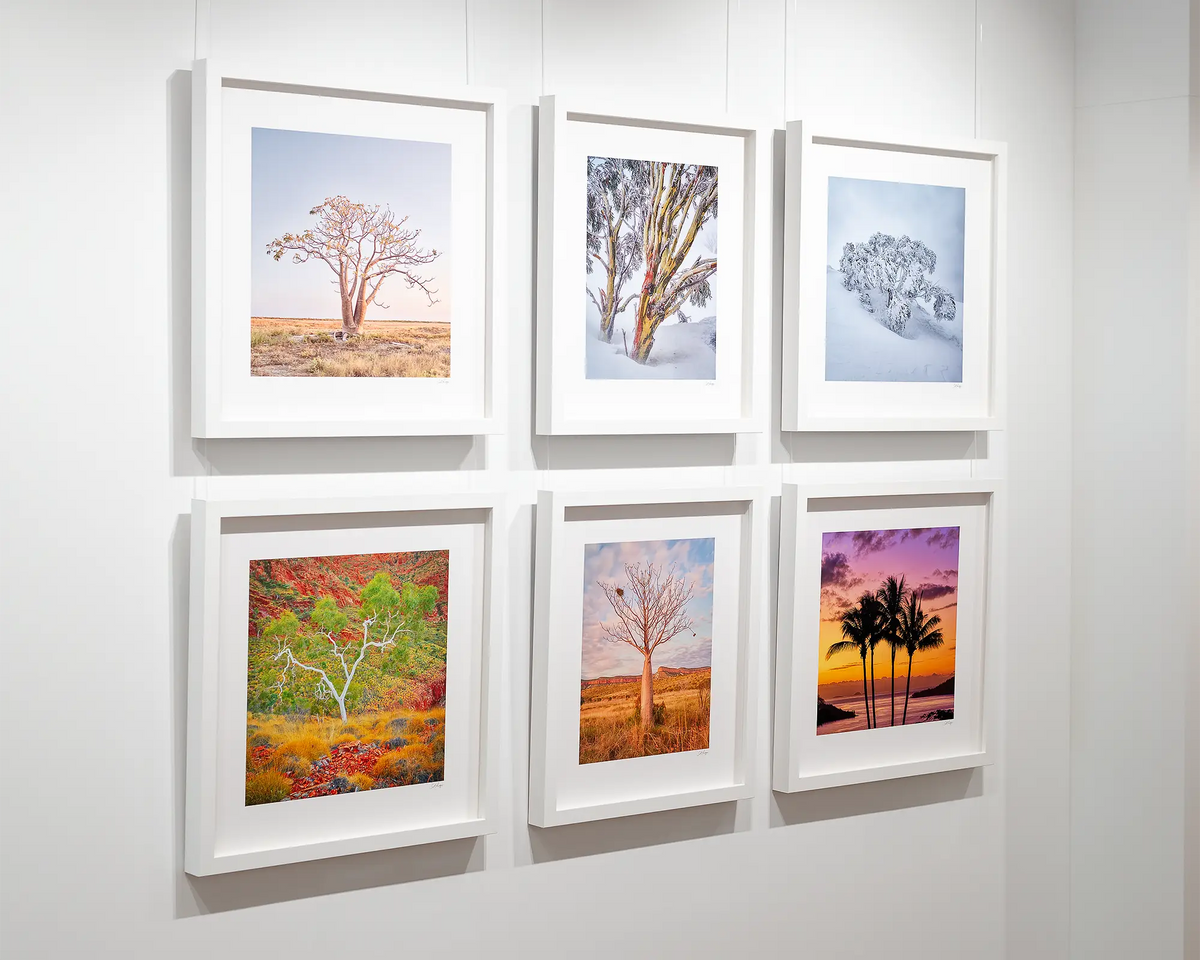 Resilience snow gum artwork in white frame hanging on wall with other Austraian artworks.