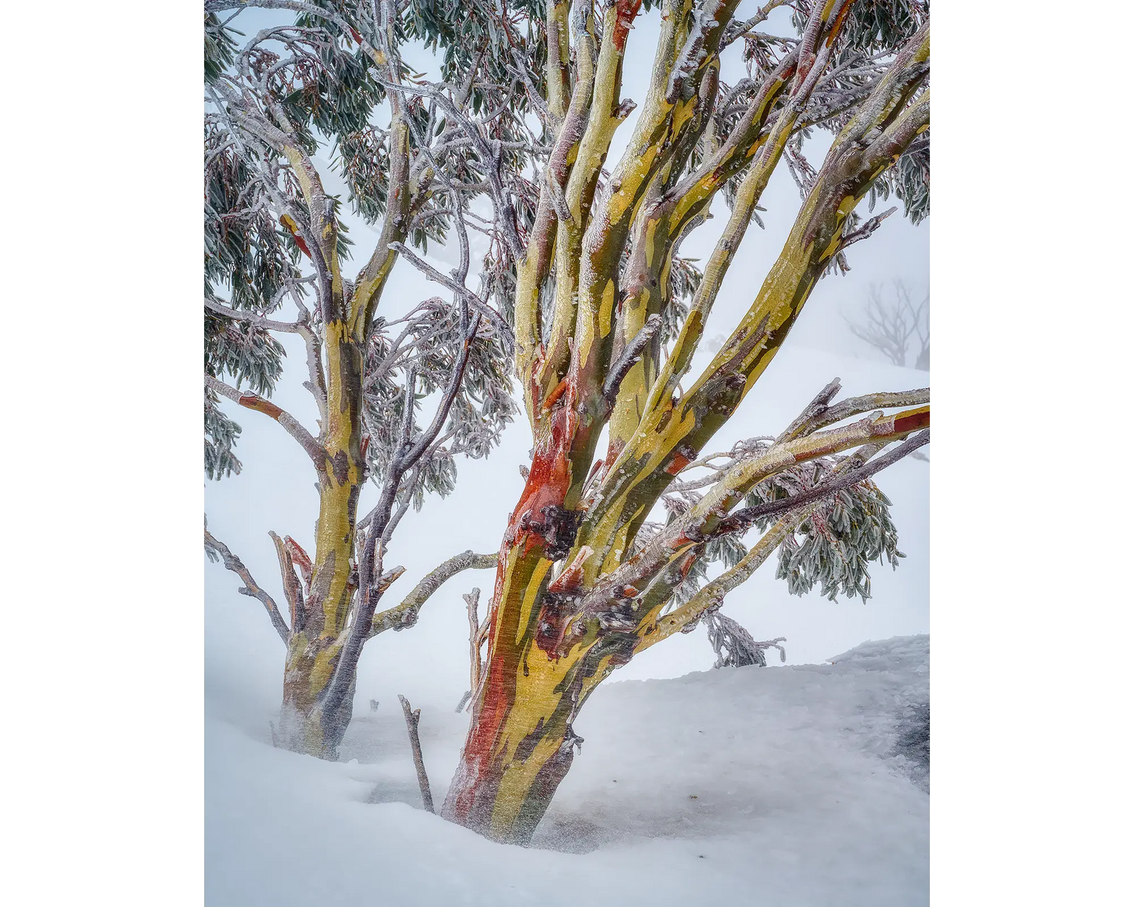 Resilience. Acrylic block Kosciuszko snow gum, Australian artwork.