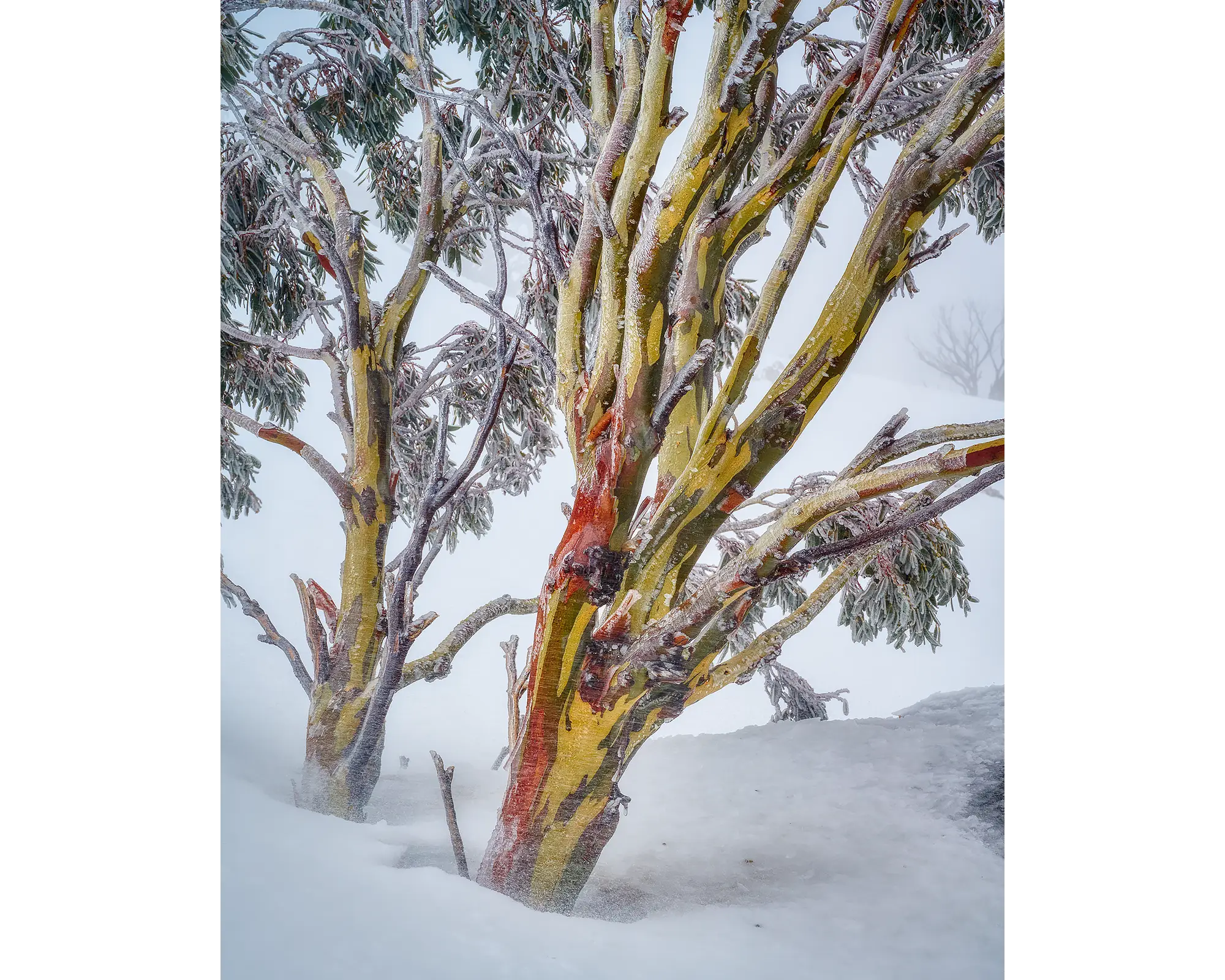 Resilience - Snow gum in snow storm, Kosciuszko National Park.