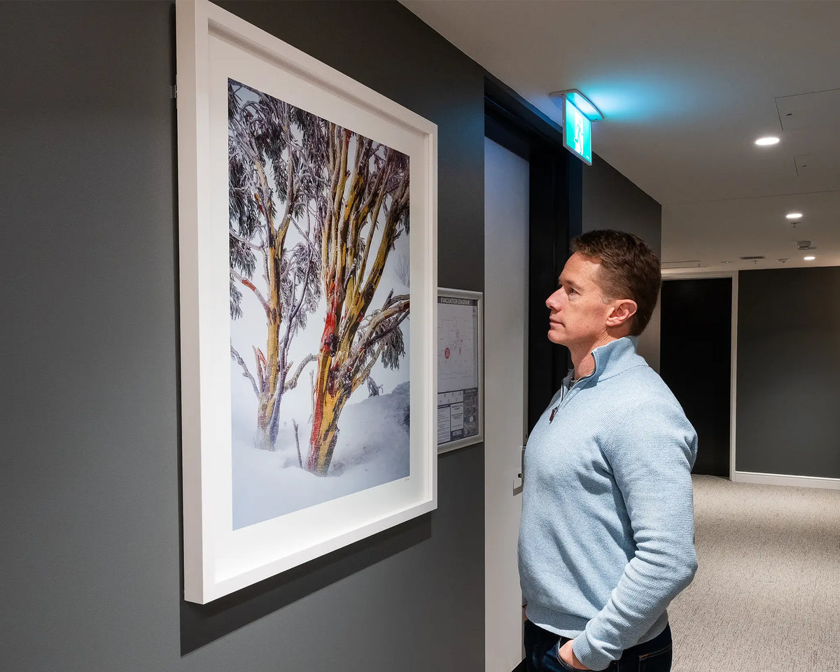 Resilience. Snow gum in snow storm, Kosciuszko National Park, with white frame, hung on charcoal coloured wall in apartment building with person admiring.