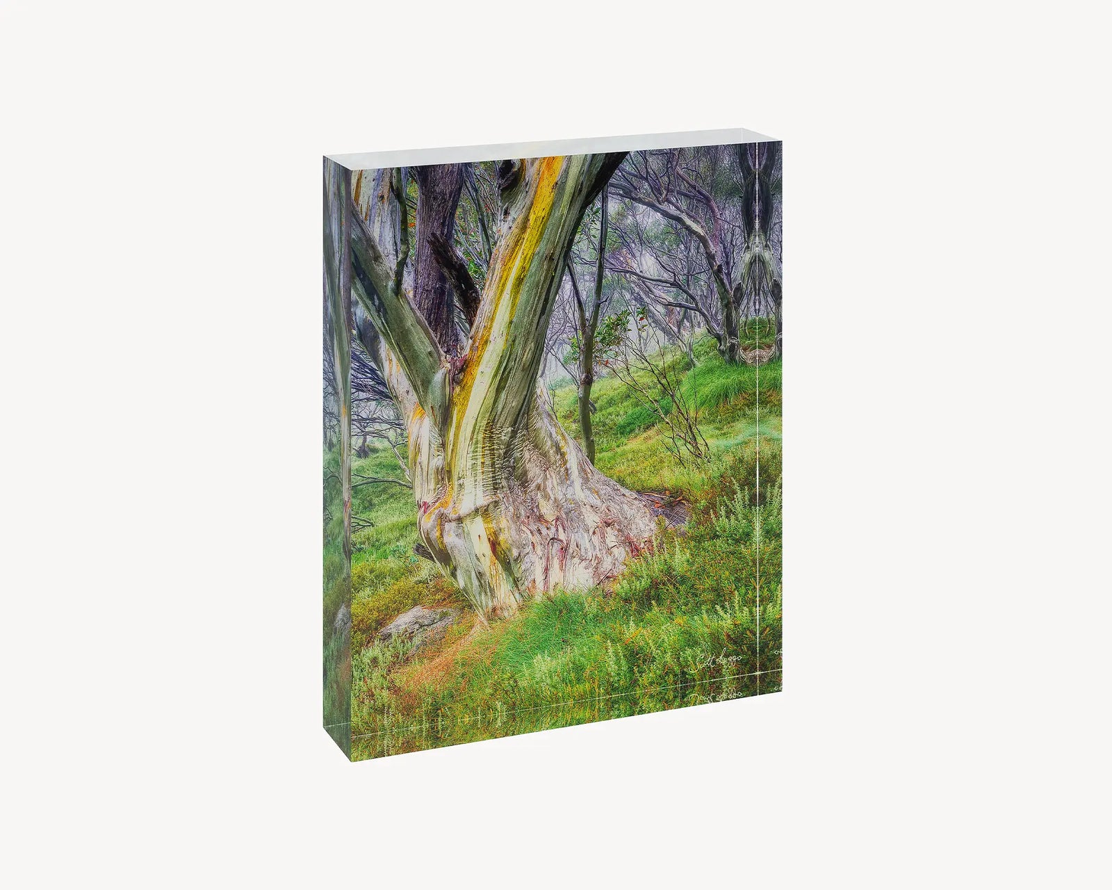 Resistance. Acrylic block of a snow gum in Kosciuszko National Park, Australian Artwork.