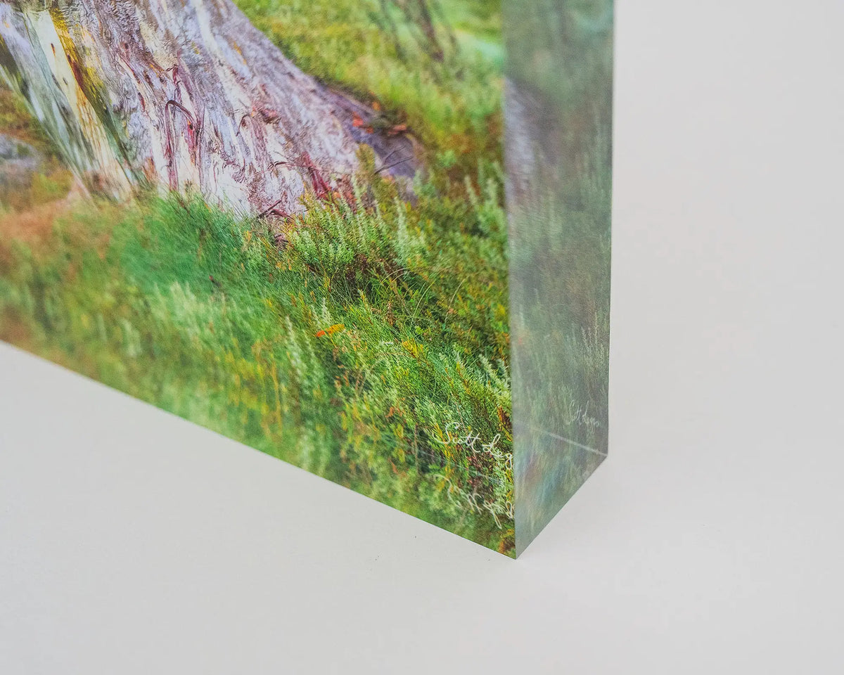 Resistance. Acrylic block Kosciuszko snow gum corner close-up details.