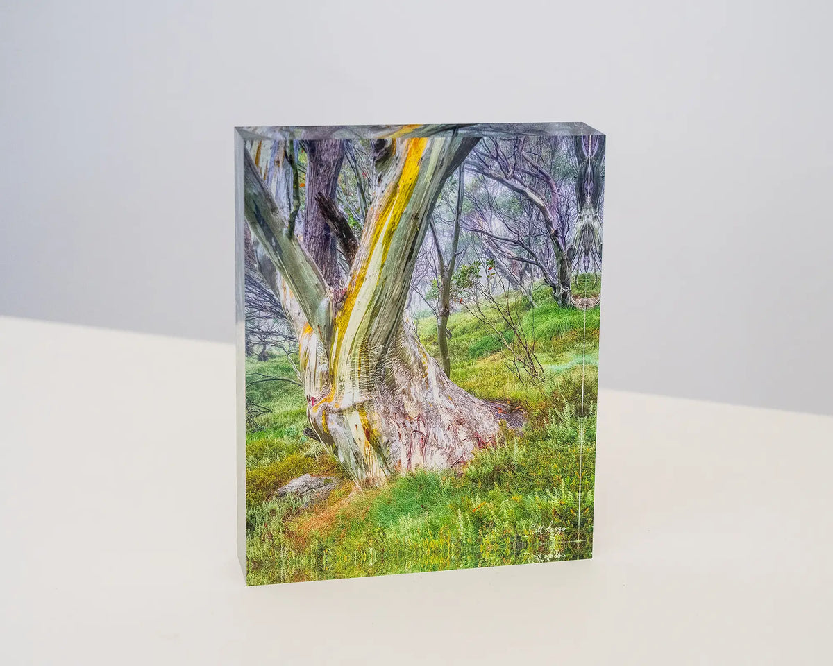 Resistance. Acrylic block Kosciuszko snow gum, New South Wales Australia.
