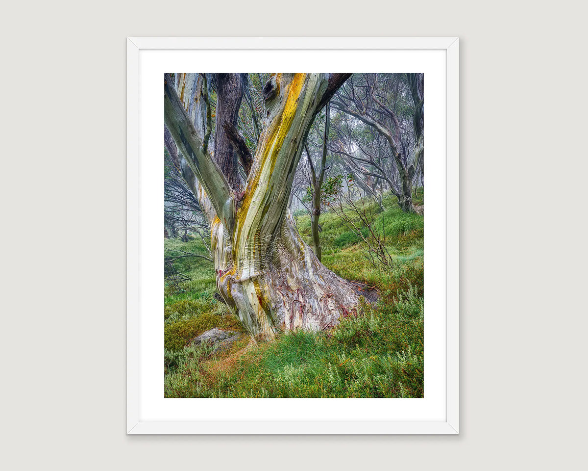 Framed landscape photograph of a snow gum with greenery and forest behind.