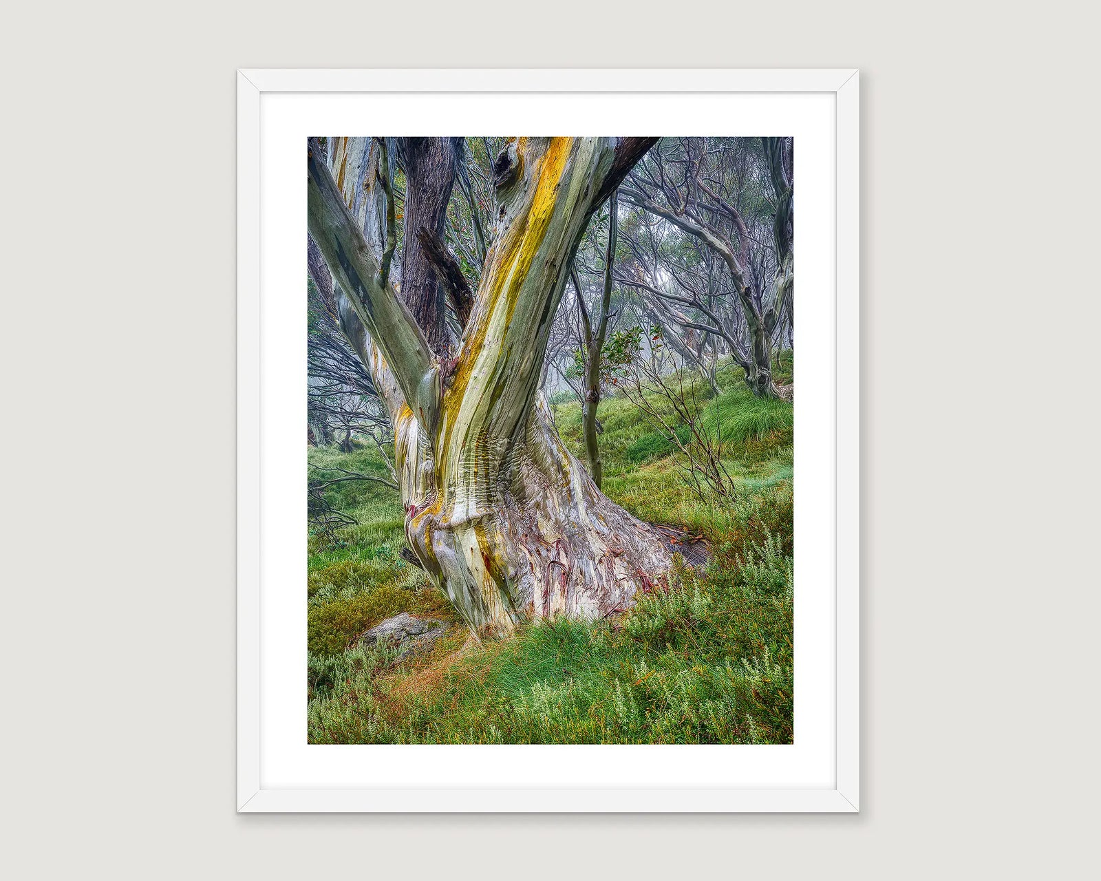 Framed landscape photograph of a snow gum with greenery and forest behind.