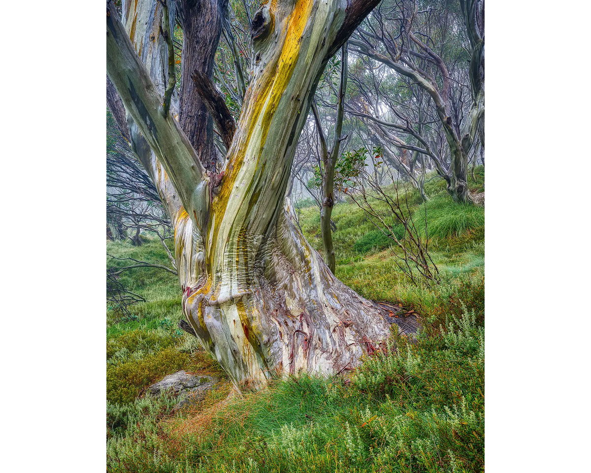 Resistance - snow gum trunk, Kosciuszko National Park.