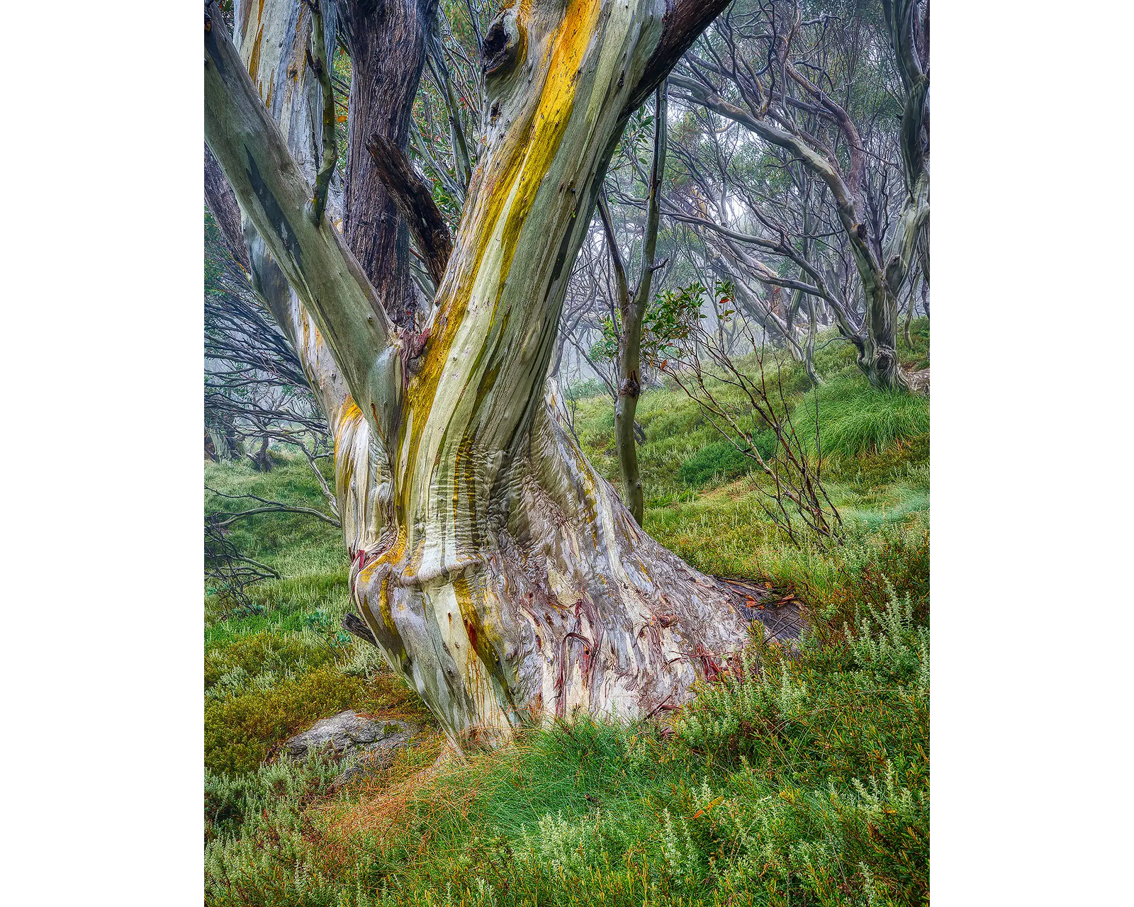 Resistance. Acrylic block of a snow gum in Kosciuszko National Park, Australian Artwork.