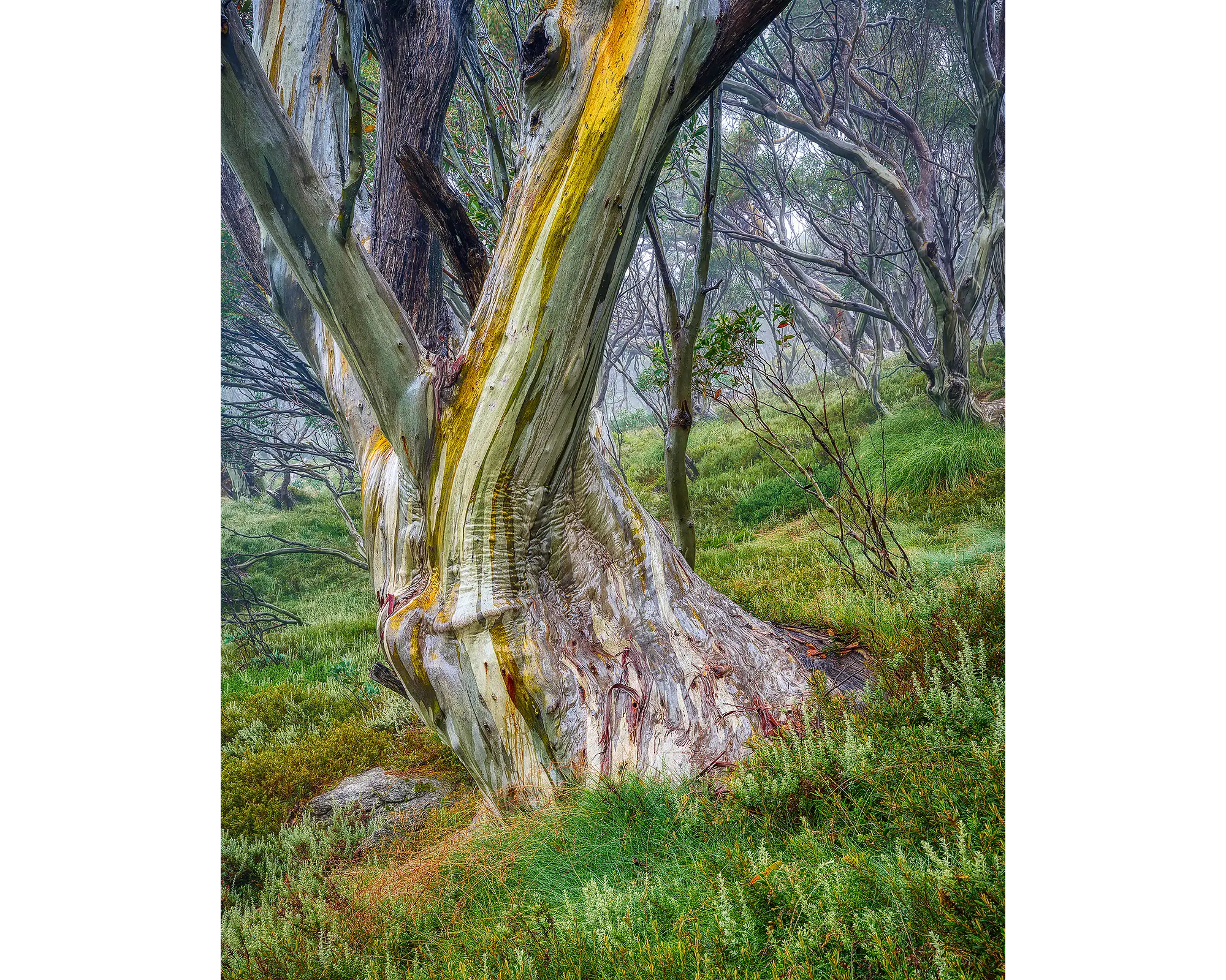 Resistance - snow gum trunk, Kosciuszko National Park.