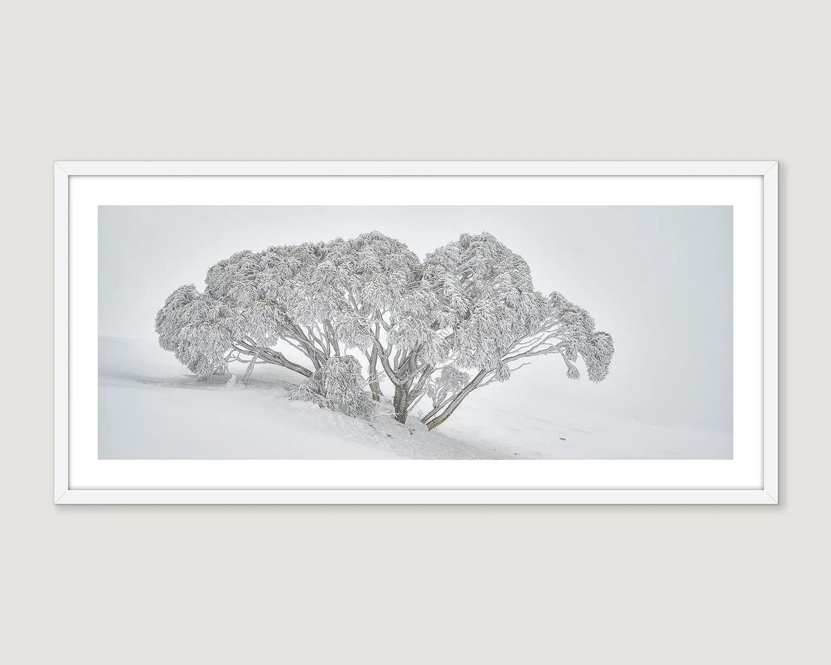 Framed grey and white landscape photograph of a snow gum in heavy snow.