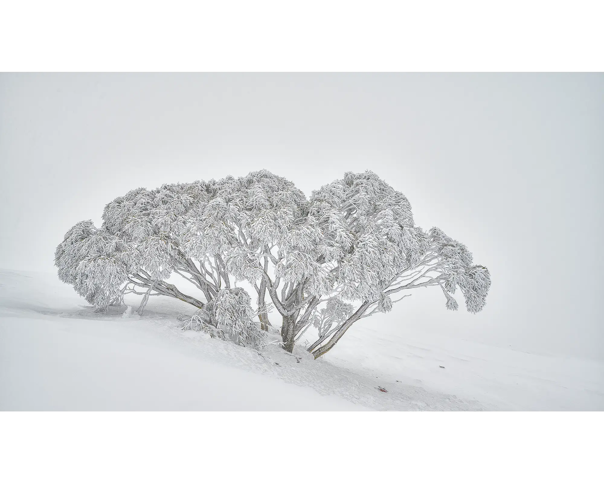 Revealed. Snow gum covered in falling snow.