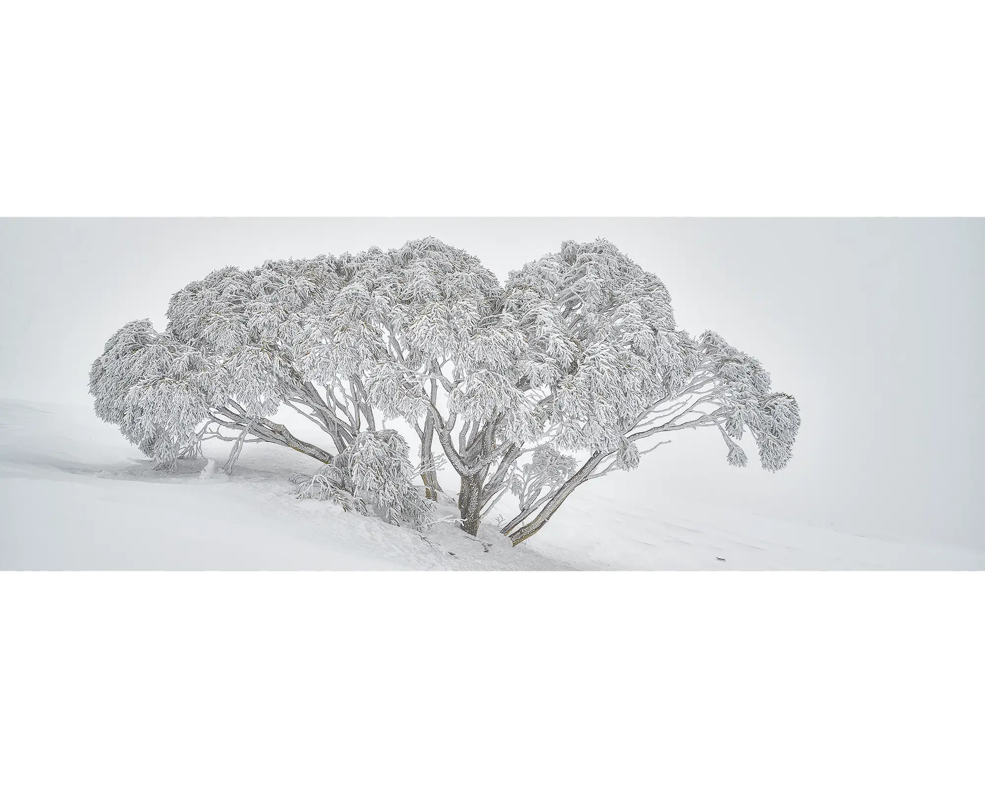 Snow gum in falling snow on Mount Hotham.