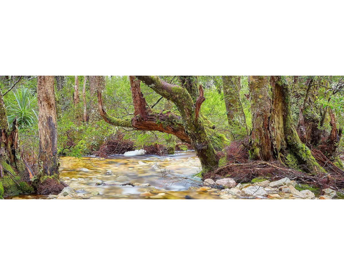 Creek flowing through a lush forest with large trees and greenery near Cradle Mountain.