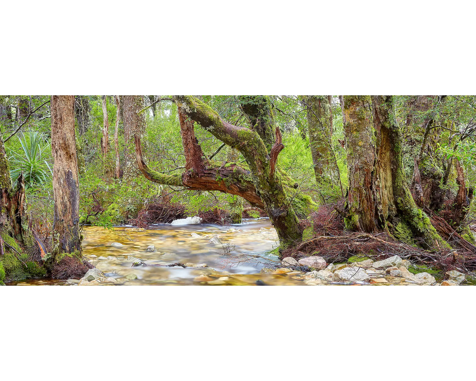 Reverie. Creek in Cradle Mountain Lake St Clare National Park, Tasmania.