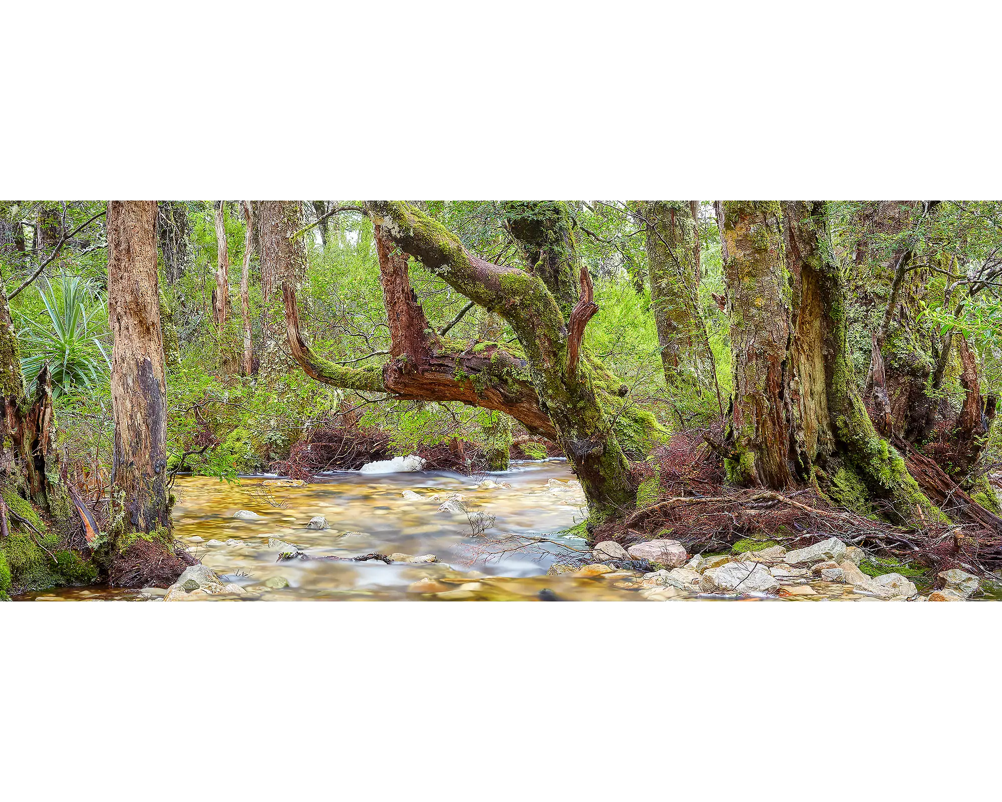 Reverie. Creek in Cradle Mountain Lake St Clare National Park, Tasmania.