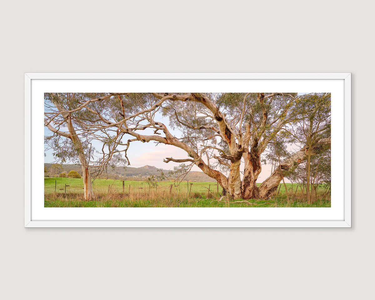 Framed photograph of a large tree in a field with mountains in the background at the Macedon Range.